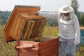 Продаю пчелопакеты