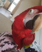говорящий алый   ара   попугаи ...1500 евро
